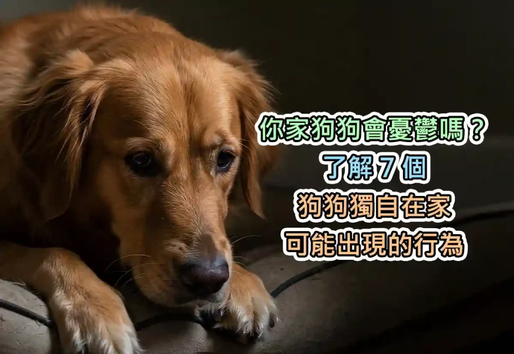 你家狗狗會憂鬱嗎？了解 7 個狗狗獨自在家可能出現的行為
