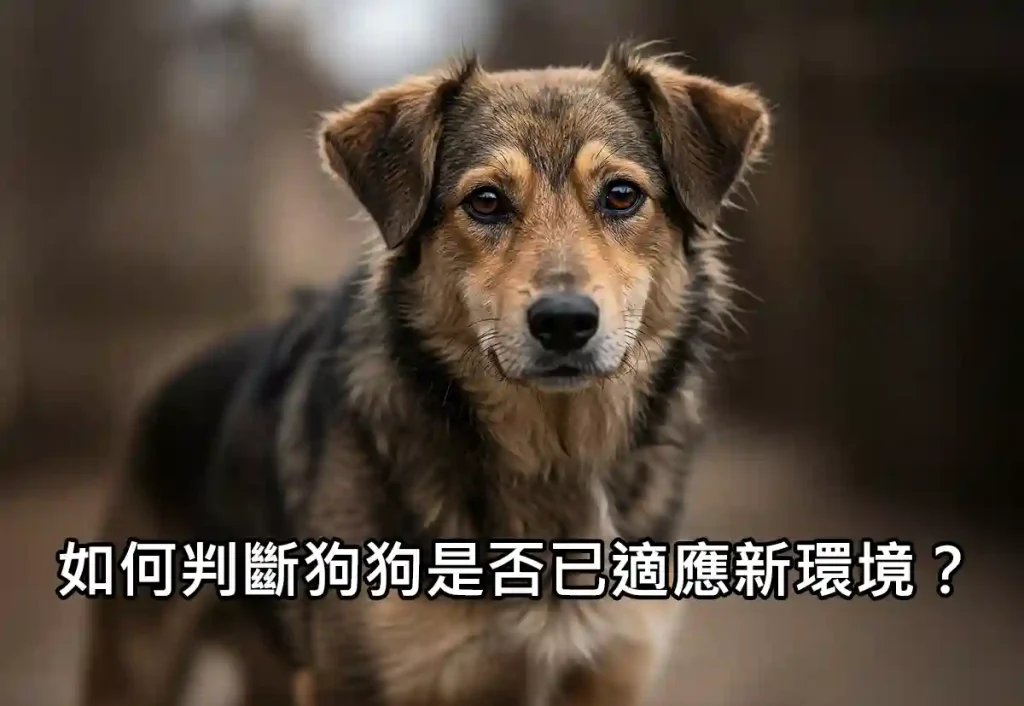 如何判斷狗狗是否已適應新環境?