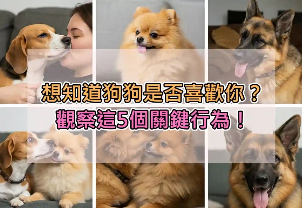 想知道狗狗是否喜歡你?觀察這5個關鍵行為!