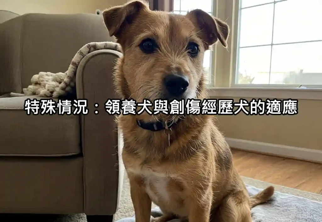 特殊情況:領養犬與創傷經歷犬的適應