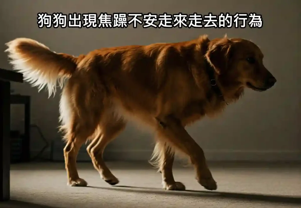 狗狗出現焦躁不安走來走去