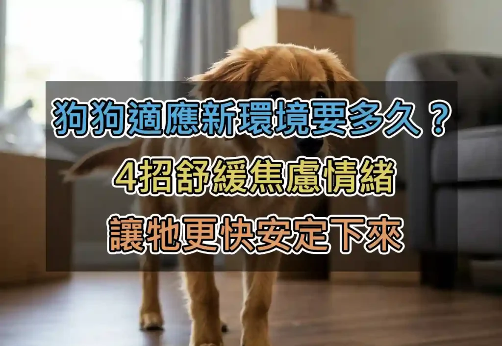狗狗適應新環境要多久?4招舒緩焦慮情緒,讓牠更快安定下來