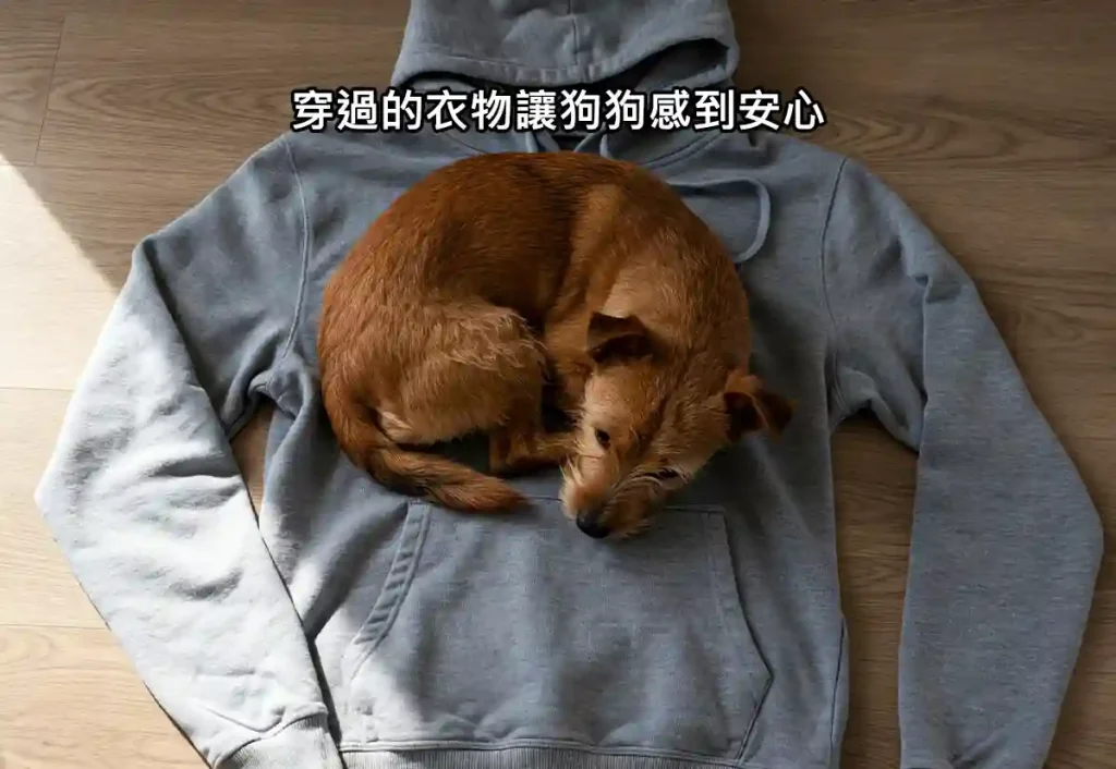 預防狗狗獨自在家感到無聊的方法
