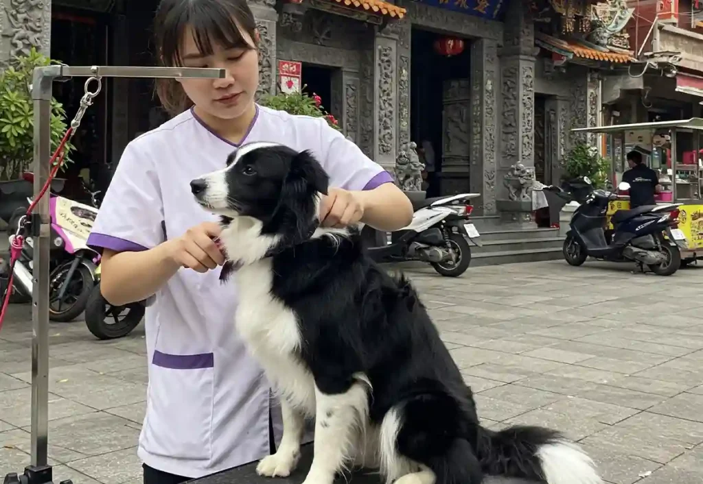 邊境牧羊犬在台灣的毛髮護理