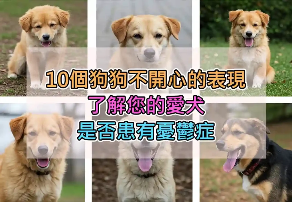 10個狗狗不開心的表現:了解您的愛犬是否患有憂鬱症