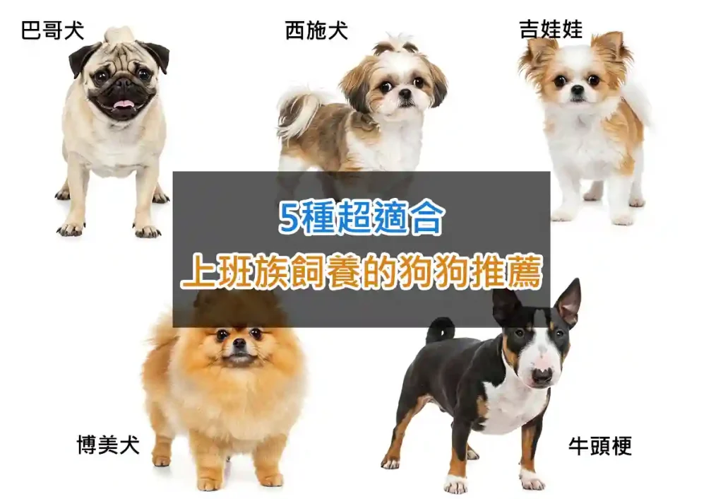 5種超適合上班族飼養的狗狗推薦