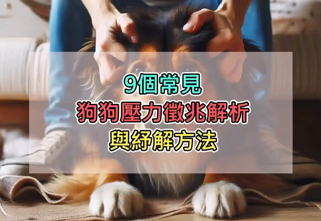 9個常見狗狗壓力徵兆解析與紓解方法