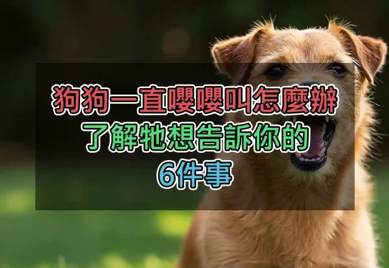 狗狗一直嚶嚶叫怎麼辦：了解牠想告訴你的6件事
