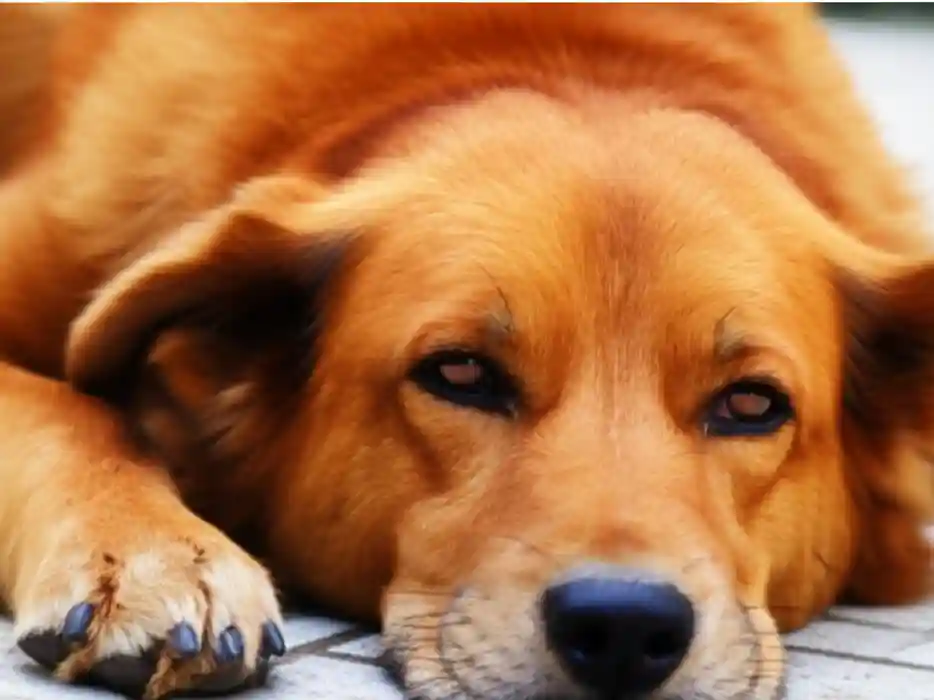 一隻中型犬無精打采地趴在地上,眼神呆滯,鼻子乾燥,身體微微顫抖,暗示著它可能感到身體不適或生病。