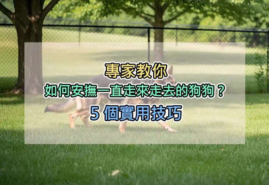 專家教你:如何安撫一直走來走去的狗狗?5 個實用技巧
