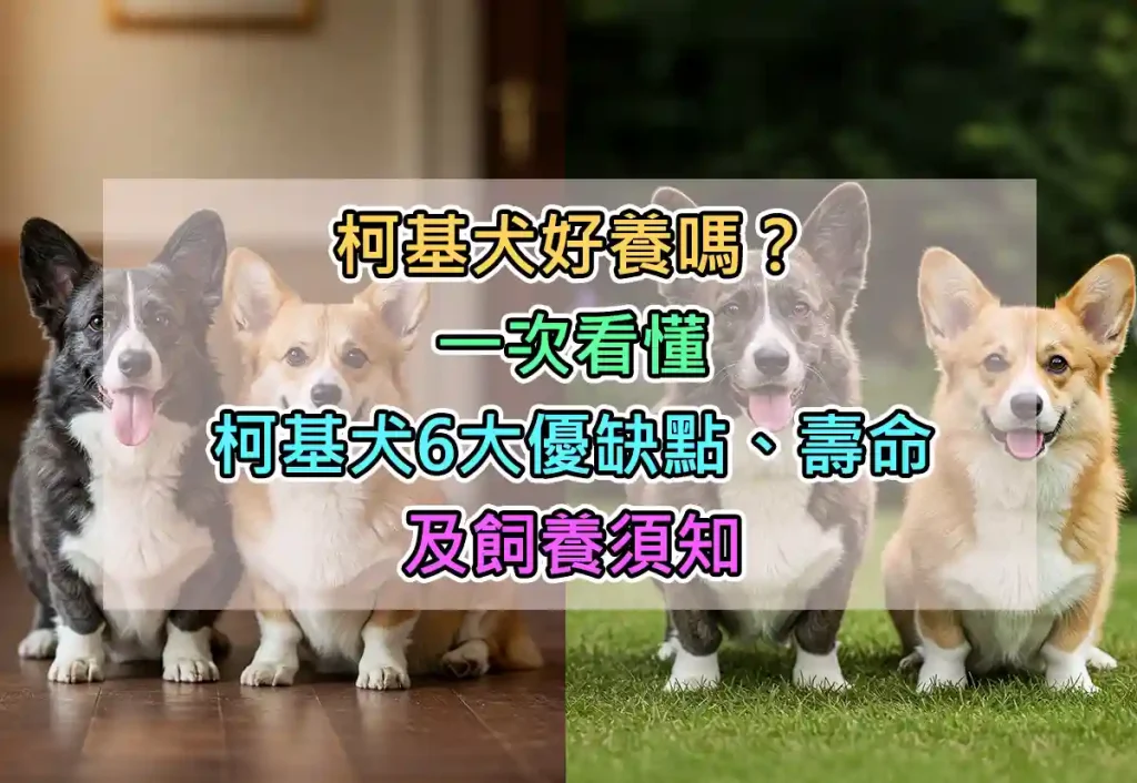柯基犬好養嗎？一次看懂柯基犬6大優缺點、壽命、及飼養須知