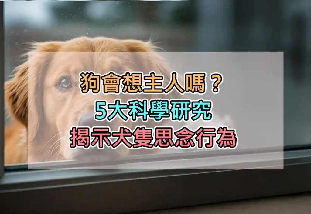 狗會想主人嗎？5大科學研究揭示犬隻思念行為