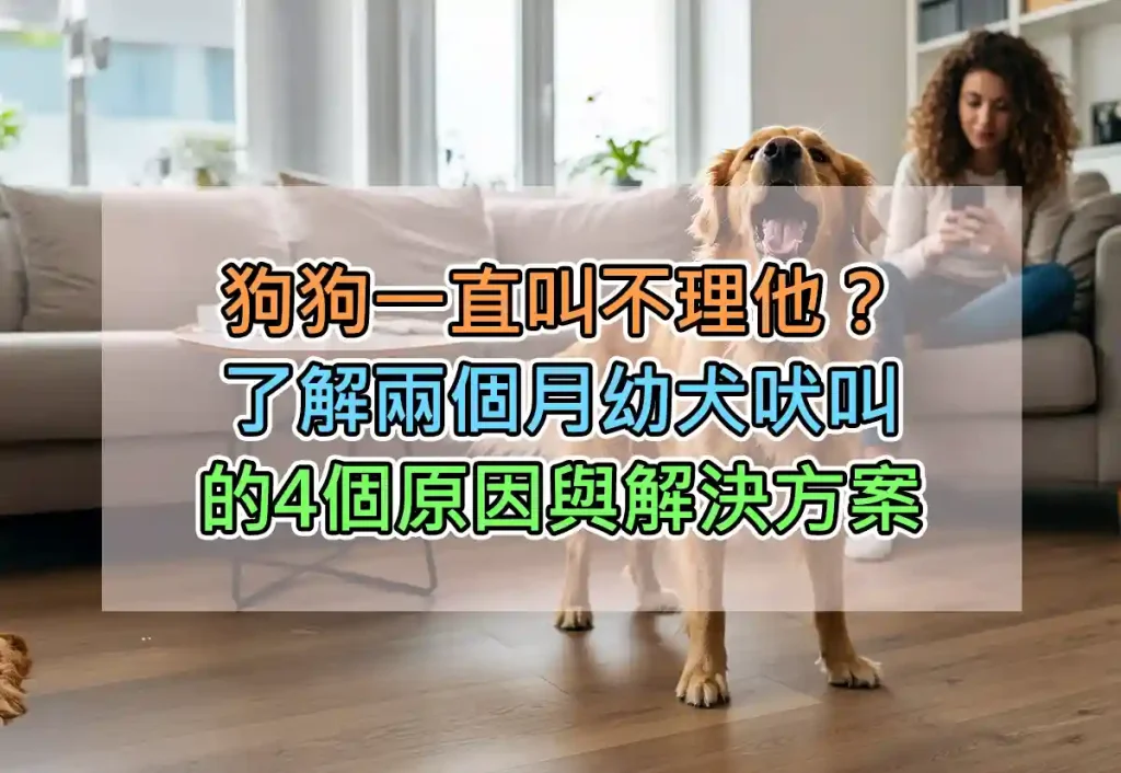 狗狗一直叫不理他?了解兩個月幼犬吠叫的4個原因與解決方案