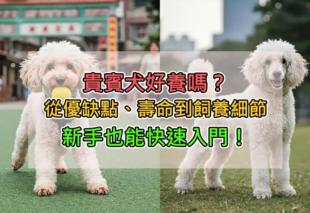 貴賓犬好養嗎?從優缺點、壽命到飼養細節,新手也能快速入門!