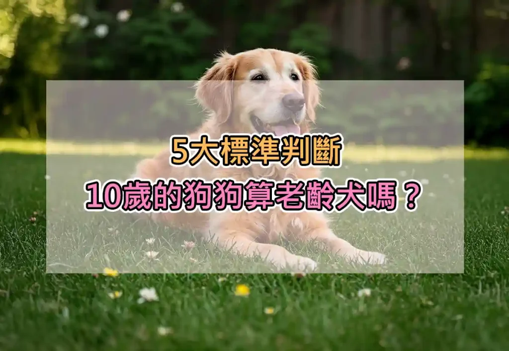 5大標準判斷：10歲的狗狗算老齡犬嗎？