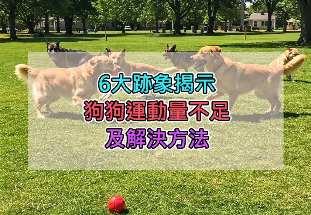 6大跡象揭示狗狗運動量不足及解決方法