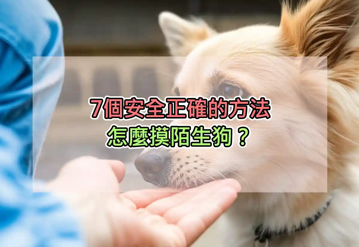 7個安全正確的方法:怎麼摸陌生狗? - 犬類觀察日誌