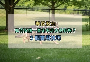 專家教你：如何安撫一直走來走去的狗狗？5 個實用技巧