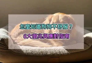 怎麼知道狗狗不舒服？6大徵兆與應對指南