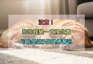 注意！狗狗睡覺一直換位置可能是這5個健康警訊