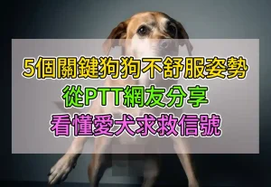 5個關鍵狗狗不舒服姿勢：從PTT網友分享看懂愛犬求救信號