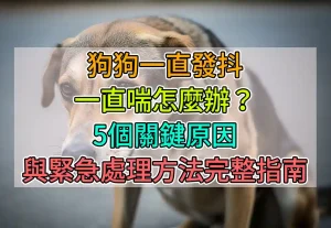 狗狗一直發抖一直喘怎麼辦？5個關鍵原因與緊急處理方法完整指南