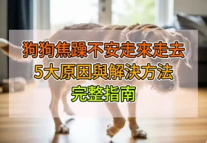 狗狗焦躁不安走來走去的5大原因與解決方法完整指南