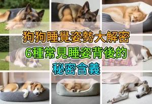 狗狗睡覺姿勢大解密：6種常見睡姿背後的秘密含義