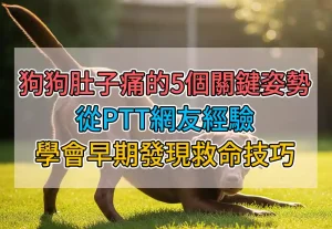 狗狗肚子痛的5個關鍵姿勢：從PTT網友經驗學會早期發現救命技巧