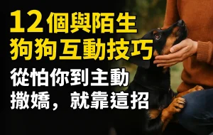 🐶12個與陌生狗狗互動技巧：從怕你到主動撒嬌，就靠這招
