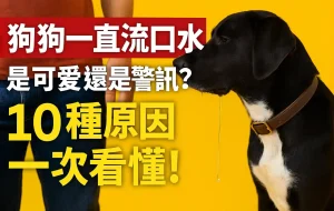 🐶狗狗為什麼一直流口水，是可愛還是警訊？10種原因一次看懂！