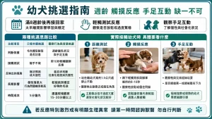 幼犬挑選指南：週齡、觸摸反應、手足互動，缺一不可
