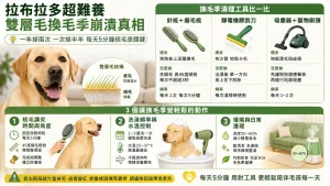 拉布拉多其實超難養？養狗前沒人告訴你的「雙層毛換毛季」崩潰真相
