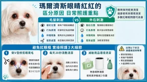 瑪爾濟斯眼睛紅紅的？教你區分「毛髮刺激」與「異常徵兆」的日常照護指南